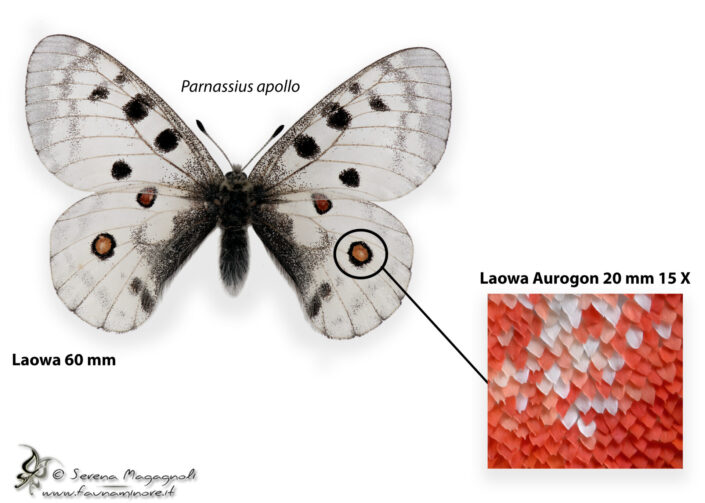 Parnassius apollo